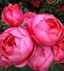 GARTENPRINZESSIN MARIE-JOSÈ