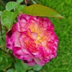 PERLE DE CRISTAL DES ACCORDEON