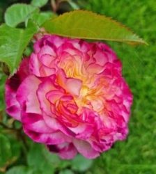 PERLE DE CRISTAL DES ACCORDEON