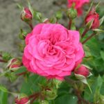 SANGRIA/SONJA MEILOW