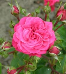 SANGRIA/SONJA MEILOW