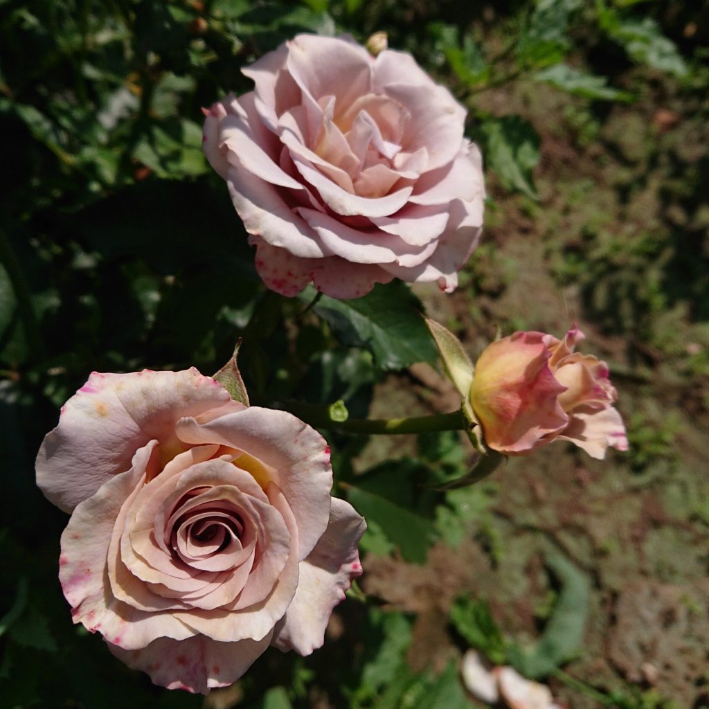 GREY DOVE - Ārītes